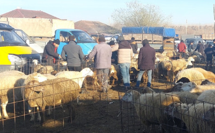 Heyvan bazarlarında tələblərə əməl olunmalıdır! 