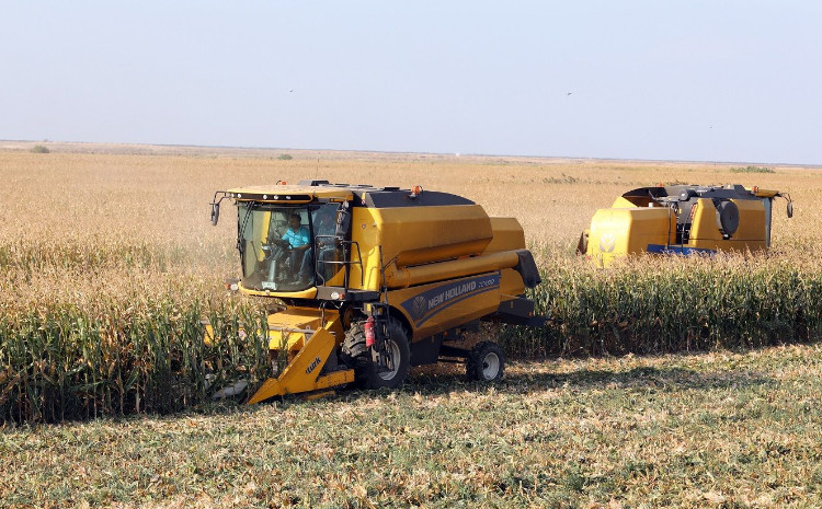 Naxçıvanda qarğıdalı yığımına başlanılıb 