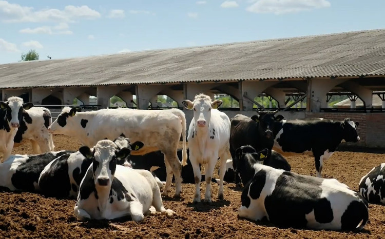 Dünyada epizootik vəziyyətə dair - VİDEOMƏLUMAT