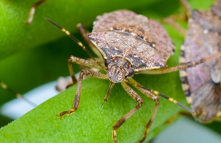Qəhvəyi mərmər bağacığı ilə mübarizə: Vətəndaşların iştirakı vacibdir! - VİDEO