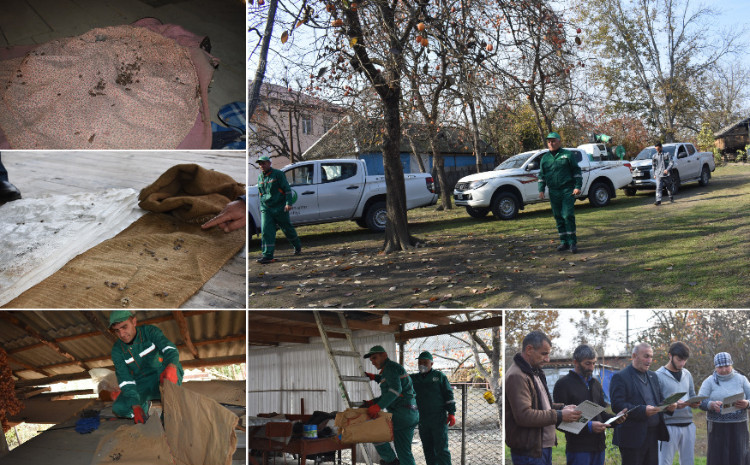 Bölgələrdə qəhvəyi mərmər bağacığına qarşı “Tap, Məhv et” kampaniyası davam edir 