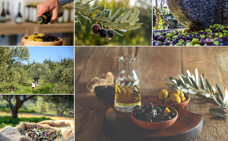 Türkiyənin məşhur zeytun yığımına qoşulun - bu mövsümi təcrübəni qaçırmayın! 