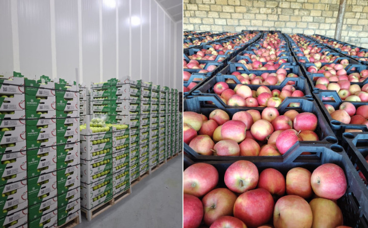 Türkiyəyə ixracı nəzərdə tutulan alma məhsulu partiyalarında uyğunsuzluq aşkarlanıb 