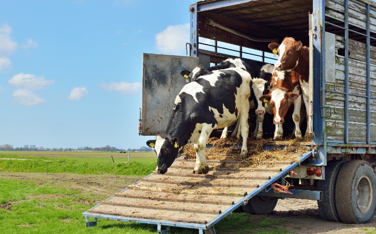Gürcüstandan heyvan idxalına qoyulan məhdudiyyət aradan qaldırılıb 