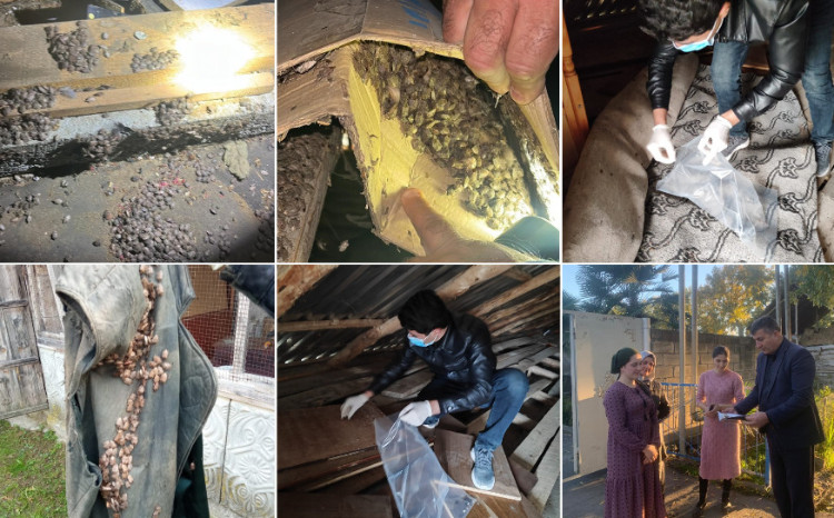 Qəhvəyi mərmər bağacığı təhlükəsinə qarşı operativ tədbirlər: 1000-dən çox tikili təmizlənib 