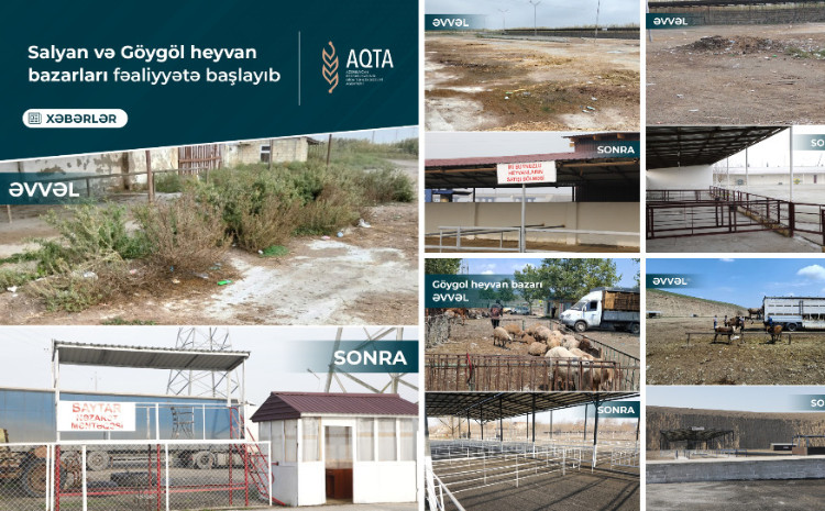 Salyan və Göygöl heyvan bazarları fəaliyyətə başlayıb 