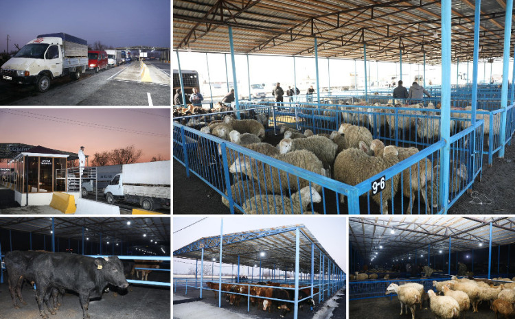 Bərdə heyvan bazarında iri və xırdabuynuzlu heyvanların ticarəti təşkil edilib - VİDEO