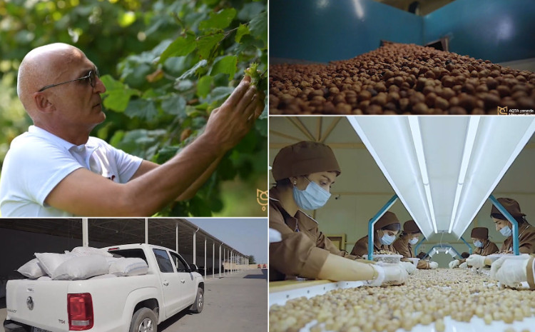 Azərbaycan Fındıq İstehsalçıları və İxracatçıları Assosiasiyası “Qida təhlükəsizliyi tək dövlətin deyil, hər kəsin işidir” təşəbbüsünə qoşulub - VİDEO