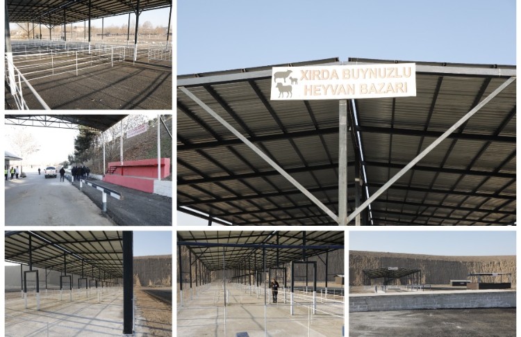 Göygöl heyvan bazarında yenidənqurma işləri yekun mərhələdədir - VİDEO