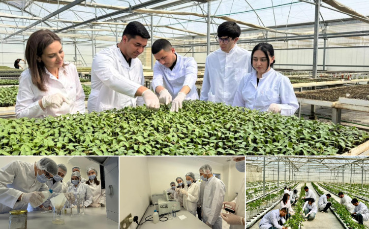 Студенты БГУ проходят практику в Научно-исследовательском институте овощеводства 