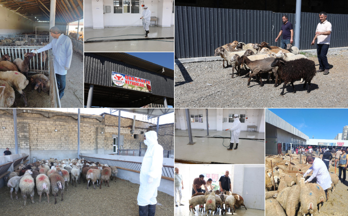 Aqrar Xidmətlər Agentliyi tərəfindən Qurban bayramı ilə əlaqədar heyvan satışı və kəsimi yerlərində sağlamlaşdırıcı tədbirlər görülüb 