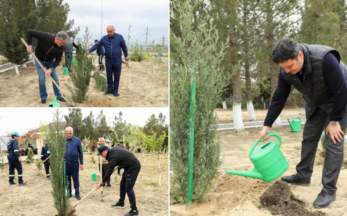 Azəriqaz İstehsalat Birliyi növbəti ağacəkmə aksiyası həyata keçirib 