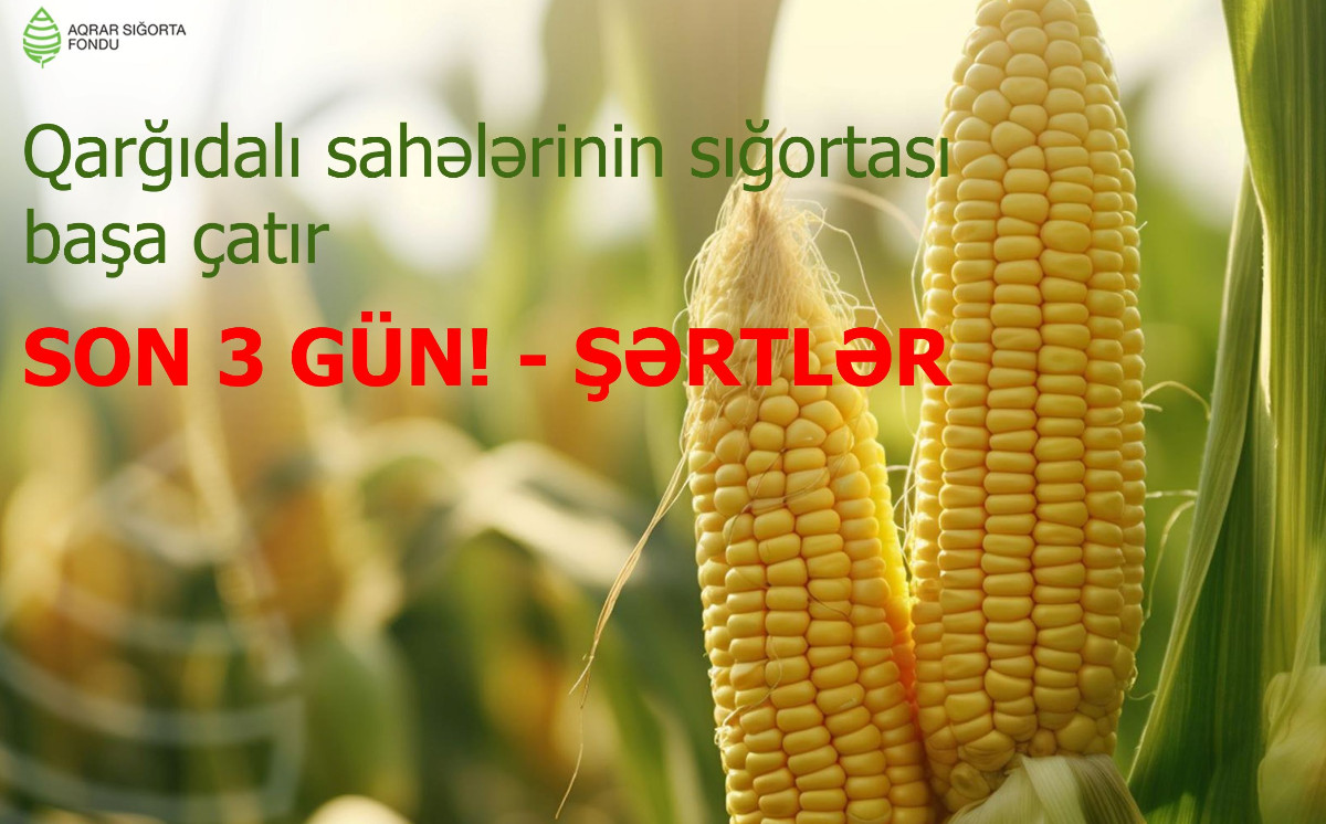 Qarğıdalı sahələrinin sığortası başa çatır - SON 3 GÜN! - ŞƏRTLƏR, MƏBLƏĞLƏR