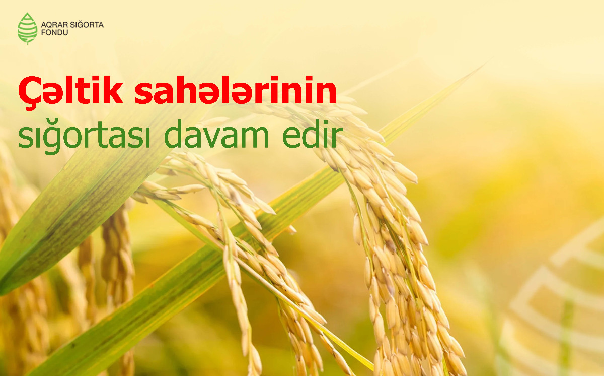 Çəltik sahələrinin sığortası davam edir - ŞƏRTLƏR, MƏBLƏĞLƏR - SON 10 GÜN!